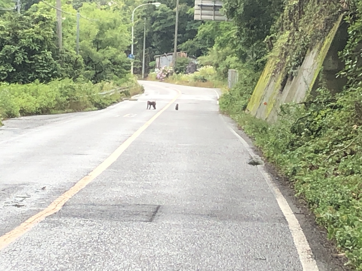 f:id:kodokonorun:20190728151911j:plain f:id:kodokonorun:20190728151911j:plain