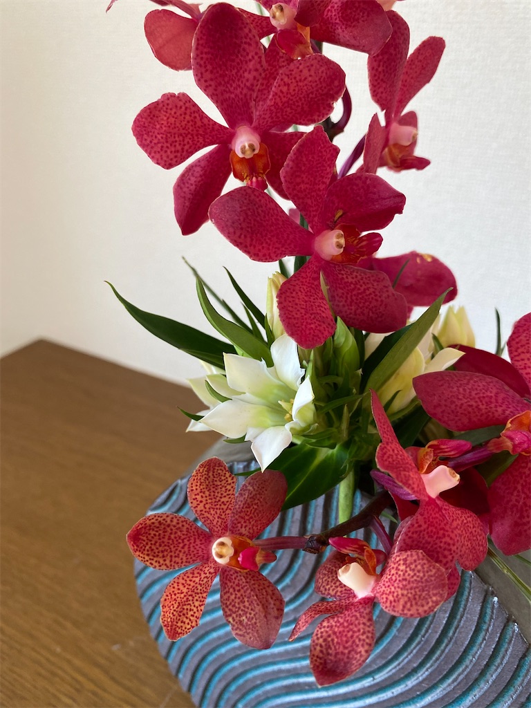 f:id:kodomohanakyousitu100ka:20240926093217j:image
