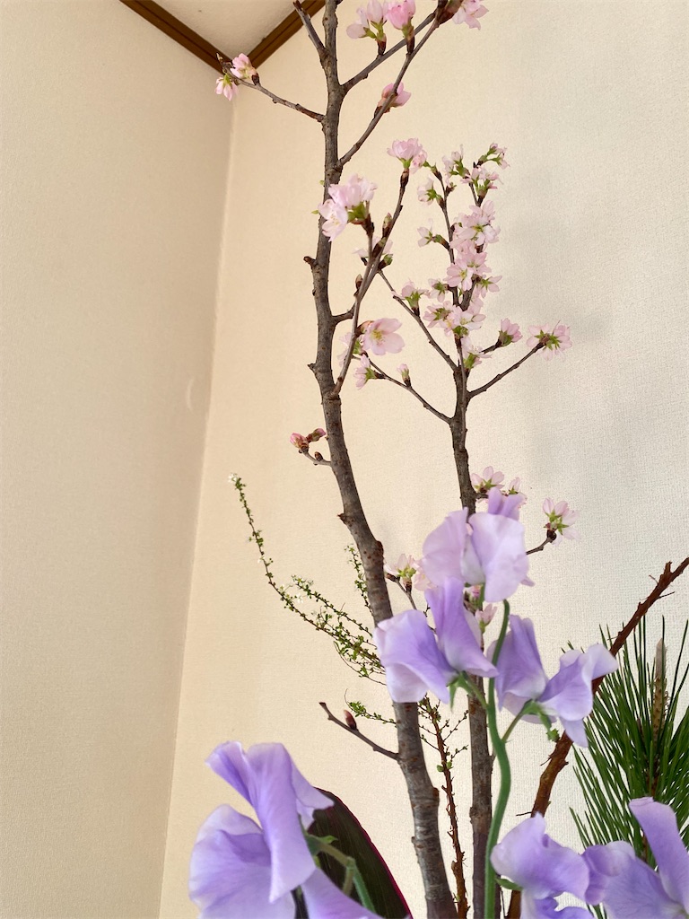 f:id:kodomohanakyousitu100ka:20250212161923j:image