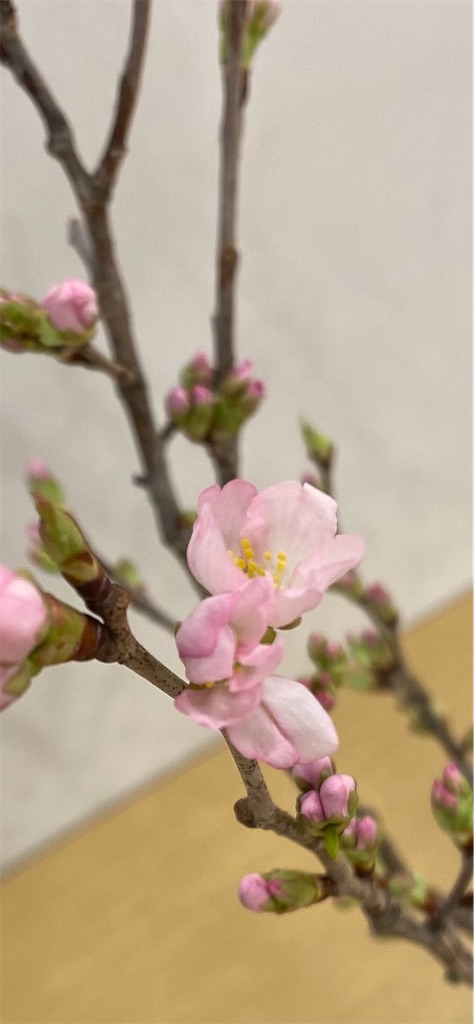 f:id:kodomohanakyousitu100ka:20250212163321j:image