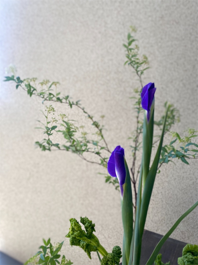 f:id:kodomohanakyousitu100ka:20250223131146j:image