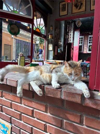 トルコ、イスタンブールの街はどこも人懐っこい猫だらけ。本当に改札に