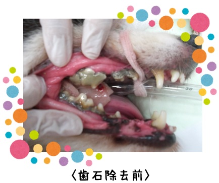f:id:koedo-animal:20170808101407j:plain f:id:koedo-animal:20170808101407j:plain