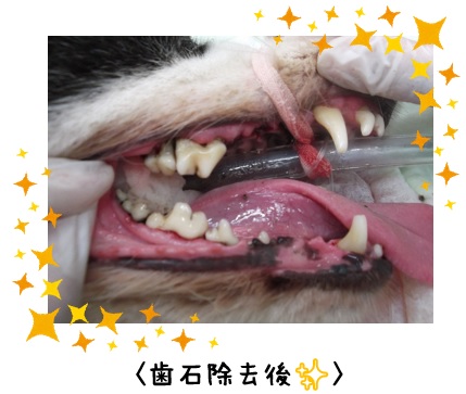 f:id:koedo-animal:20170808101424j:plain f:id:koedo-animal:20170808101424j:plain