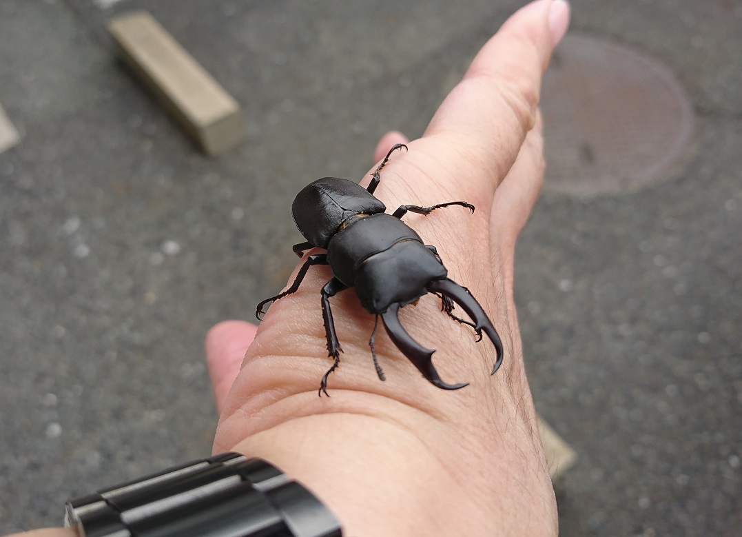 f:id:kog12gnyan:20190930233429j:plain f:id:kog12gnyan:20190930233429j:plain