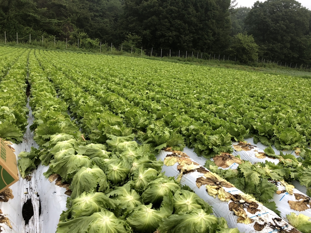 f:id:kogennosaijiki:20190624160844j:plain