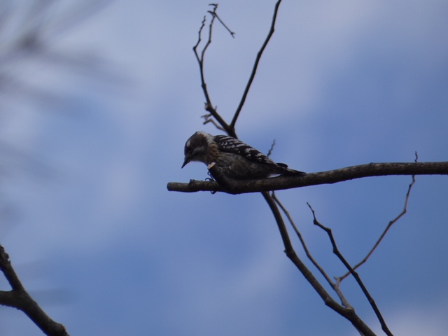 f:id:kogeranian:20181126145205j:plain f:id:kogeranian:20181126145205j:plain