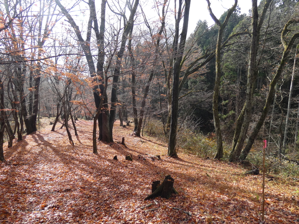 f:id:kogeranian:20181208075704j:plain f:id:kogeranian:20181208075704j:plain