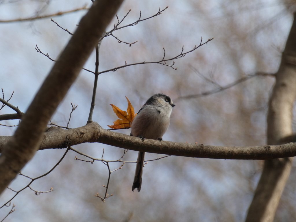 f:id:kogeranian:20181208080248j:plain f:id:kogeranian:20181208080248j:plain