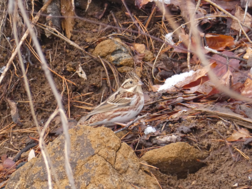 f:id:kogeranian:20190108174721j:plain f:id:kogeranian:20190108174721j:plain