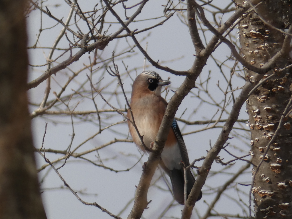 f:id:kogeranian:20190108175136j:plain f:id:kogeranian:20190108175136j:plain