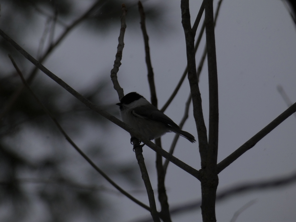 f:id:kogeranian:20190125101945j:plain f:id:kogeranian:20190125101945j:plain