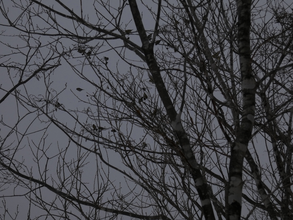 f:id:kogeranian:20190125105108j:plain f:id:kogeranian:20190125105108j:plain