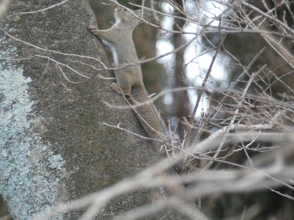 f:id:kogeranian:20190130145402j:plain f:id:kogeranian:20190130145402j:plain