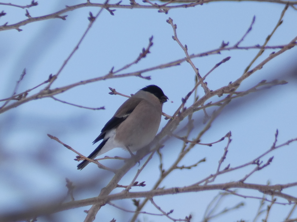 f:id:kogeranian:20190213181508j:plain f:id:kogeranian:20190213181508j:plain
