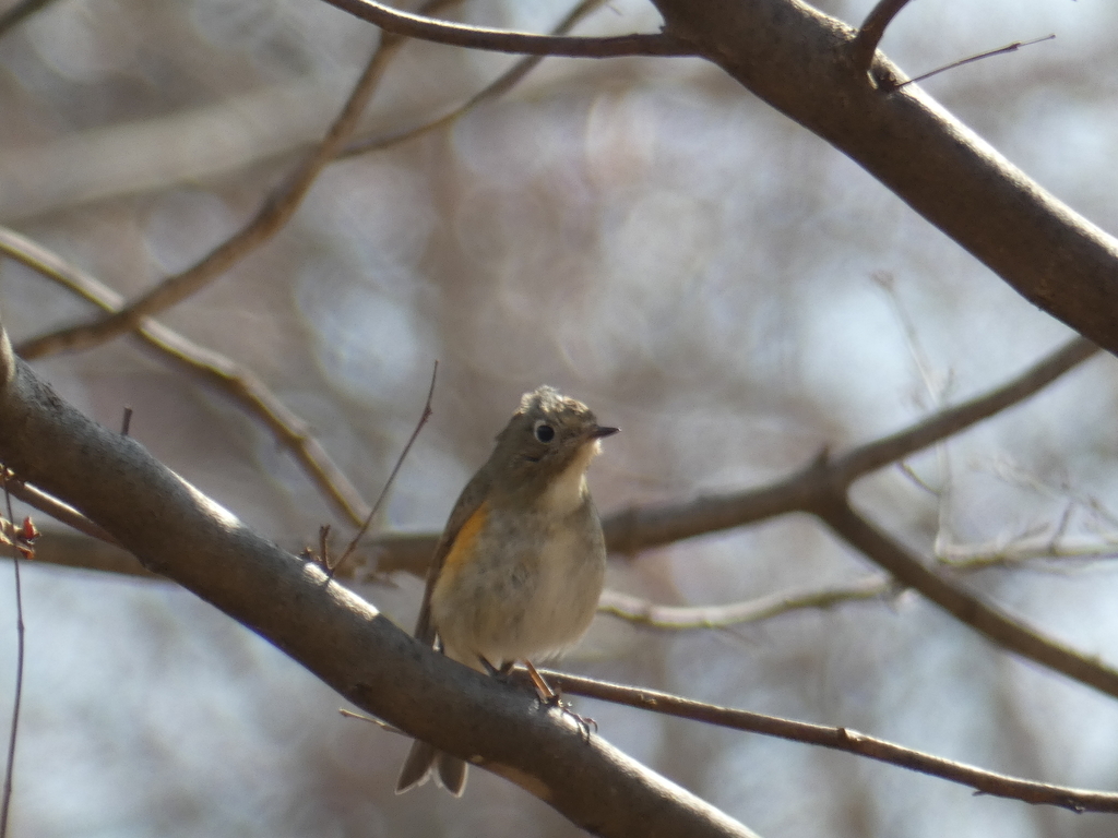 f:id:kogeranian:20190217171851j:plain f:id:kogeranian:20190217171851j:plain