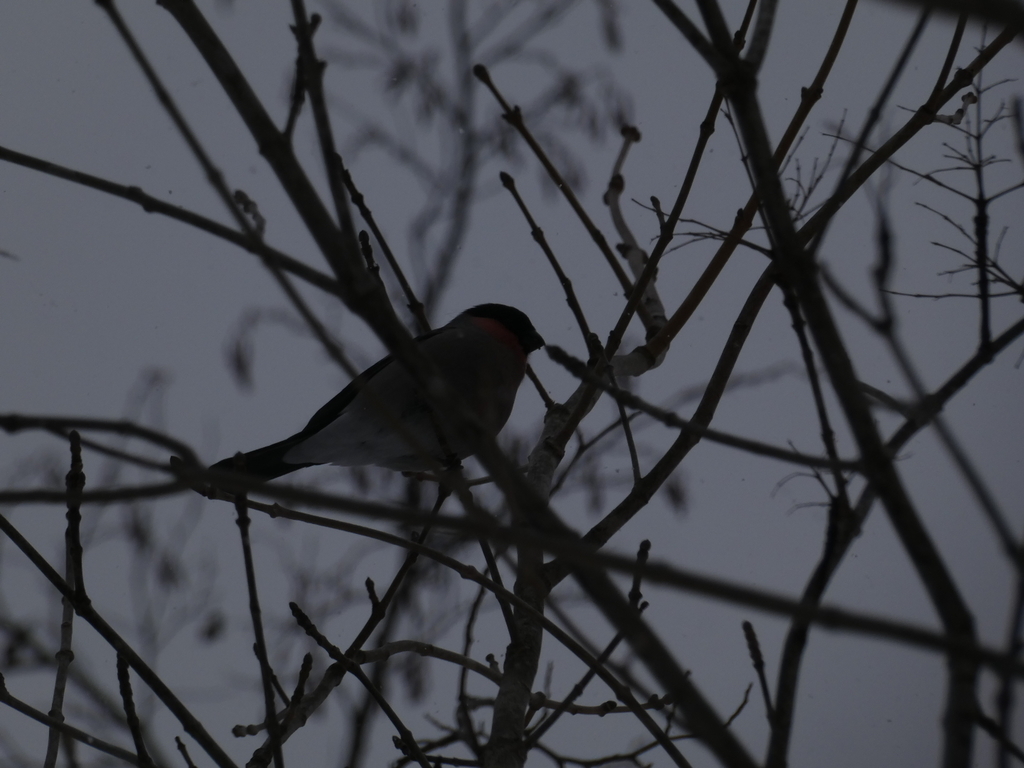 f:id:kogeranian:20190218190427j:plain f:id:kogeranian:20190218190427j:plain