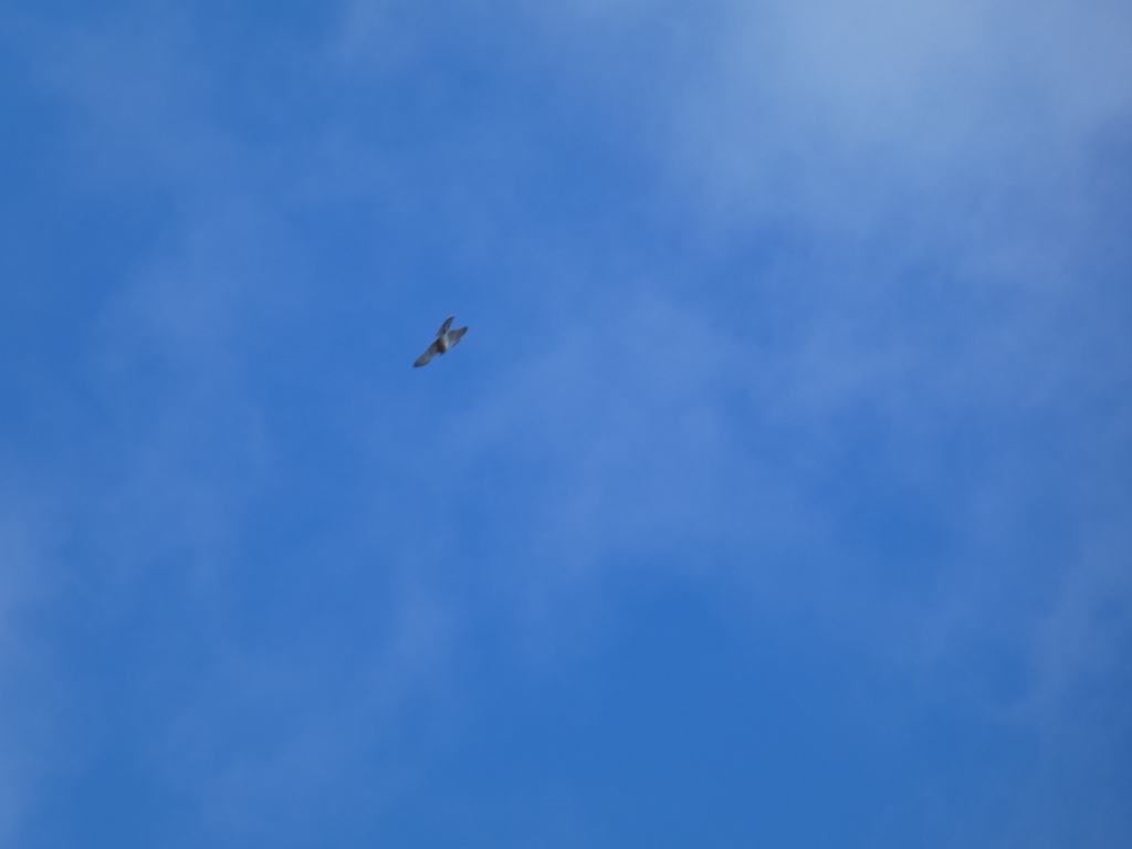 f:id:kogeranian:20190223080605j:plain f:id:kogeranian:20190223080605j:plain