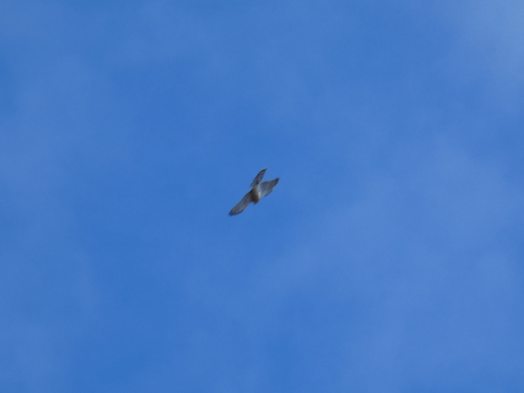 f:id:kogeranian:20190223080625j:plain f:id:kogeranian:20190223080625j:plain