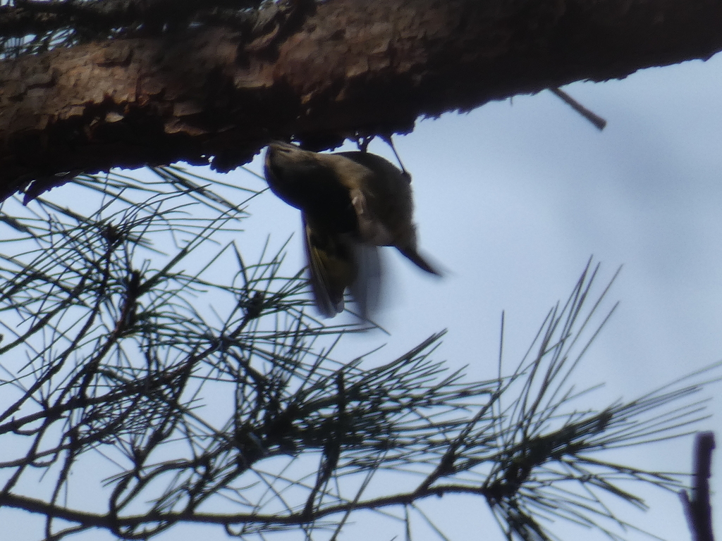 f:id:kogeranian:20190225190056j:plain f:id:kogeranian:20190225190056j:plain
