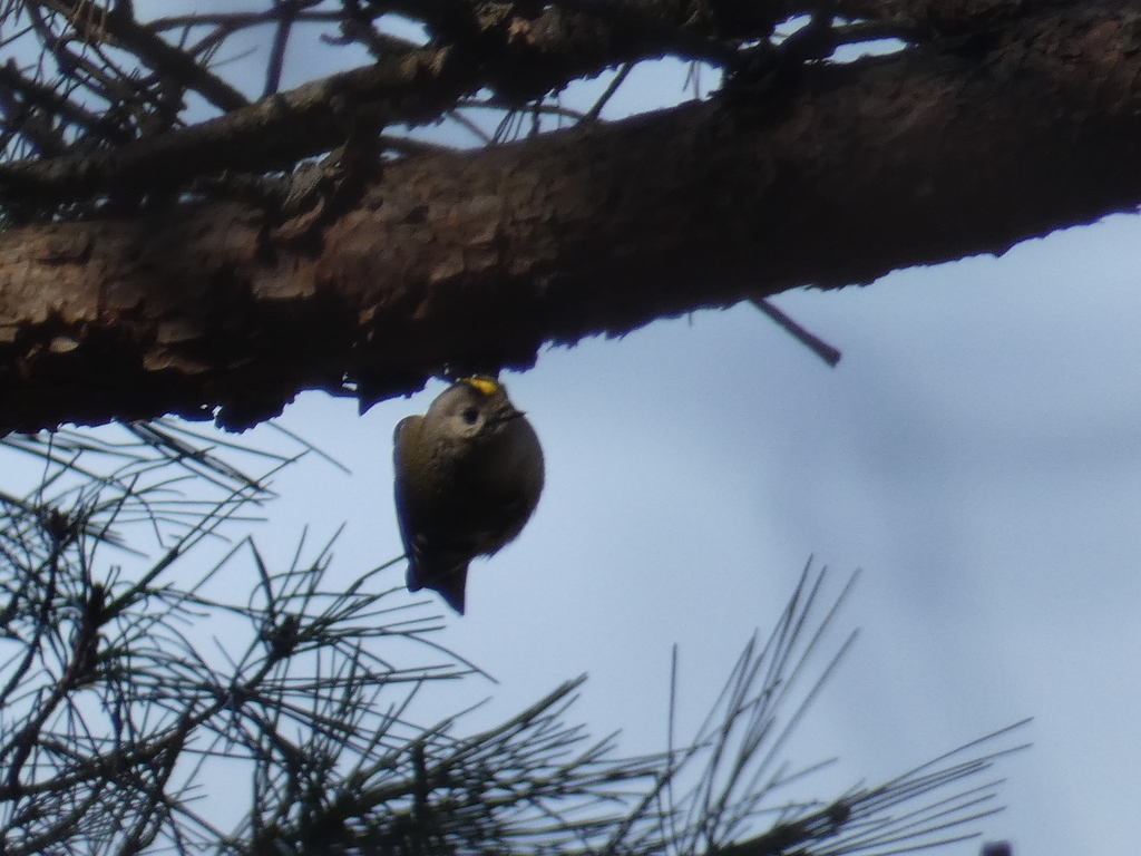 f:id:kogeranian:20190225190121j:plain f:id:kogeranian:20190225190121j:plain