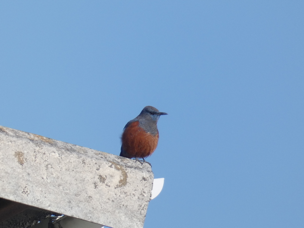 f:id:kogeranian:20190225190506j:plain f:id:kogeranian:20190225190506j:plain