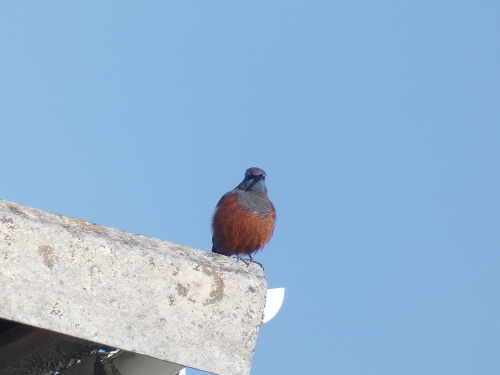 f:id:kogeranian:20190225190528j:plain f:id:kogeranian:20190225190528j:plain