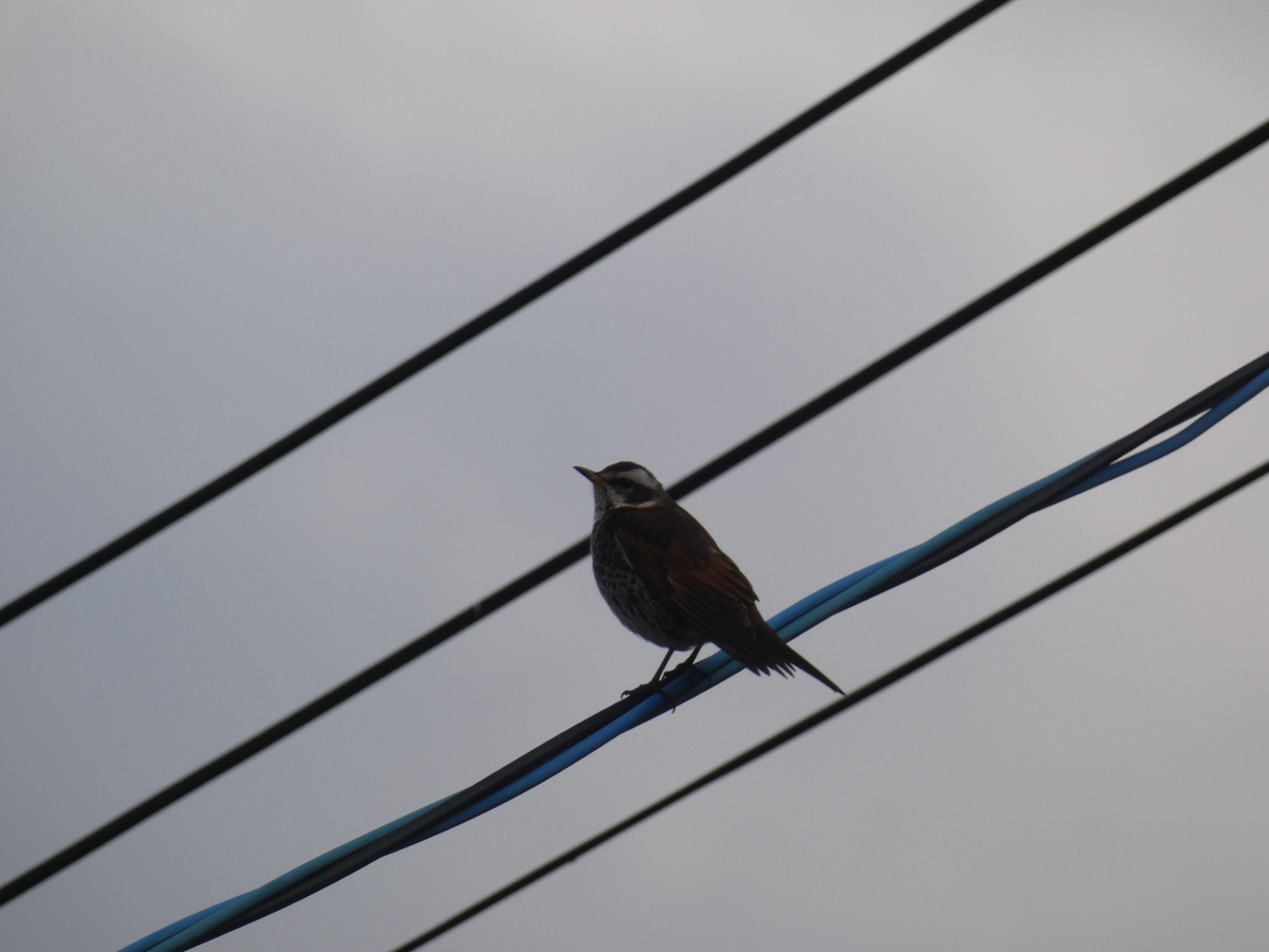 f:id:kogeranian:20190321181044j:plain f:id:kogeranian:20190321181044j:plain