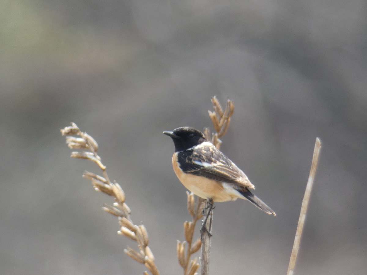 f:id:kogeranian:20190414190650j:plain f:id:kogeranian:20190414190650j:plain
