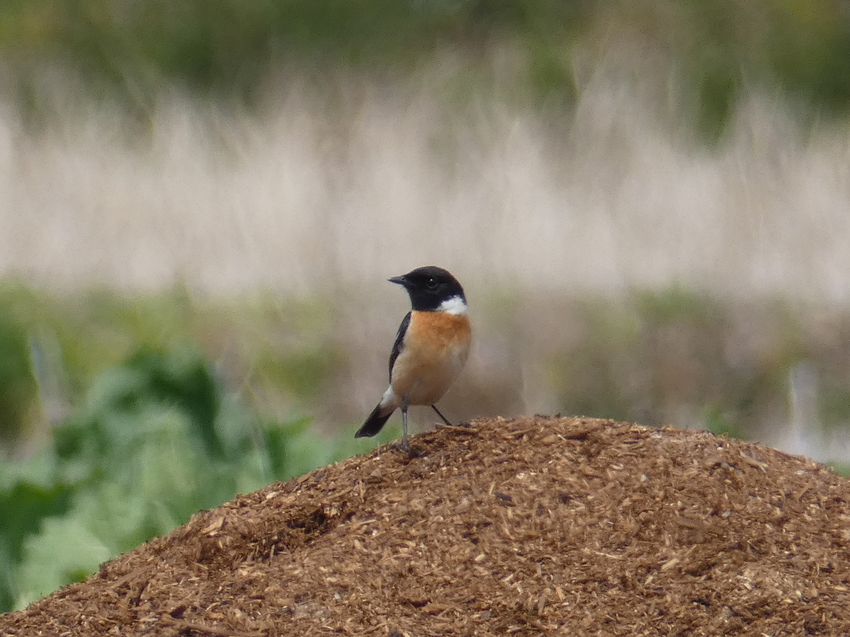 f:id:kogeranian:20190414191018j:plain f:id:kogeranian:20190414191018j:plain