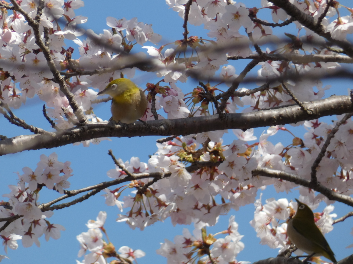 f:id:kogeranian:20190417062419j:plain f:id:kogeranian:20190417062419j:plain