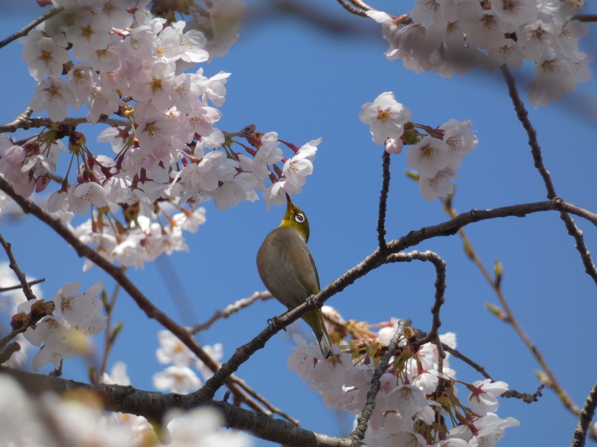 f:id:kogeranian:20190417081045j:plain f:id:kogeranian:20190417081045j:plain