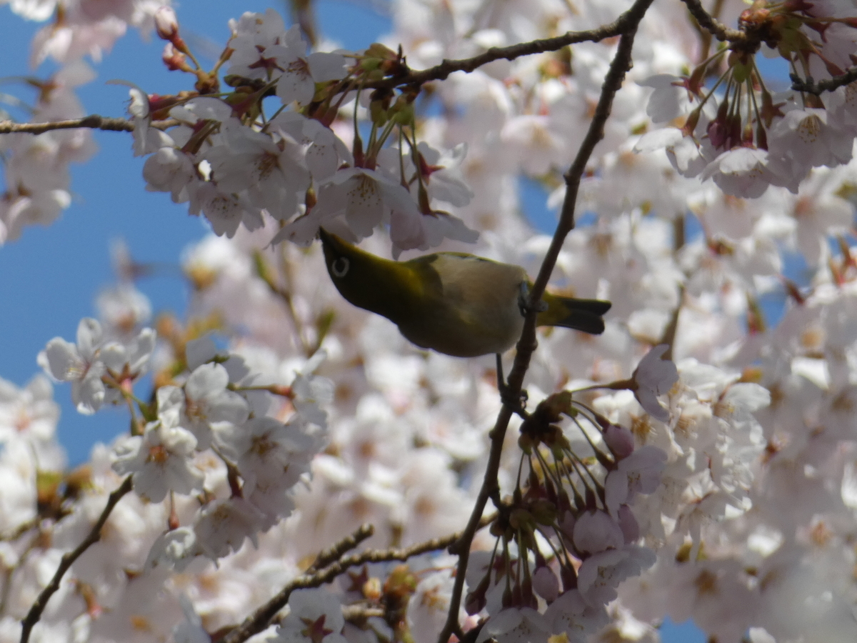 f:id:kogeranian:20190417081109j:plain f:id:kogeranian:20190417081109j:plain