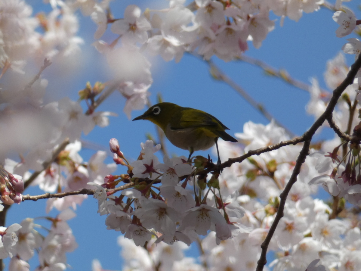 f:id:kogeranian:20190417164800j:plain f:id:kogeranian:20190417164800j:plain