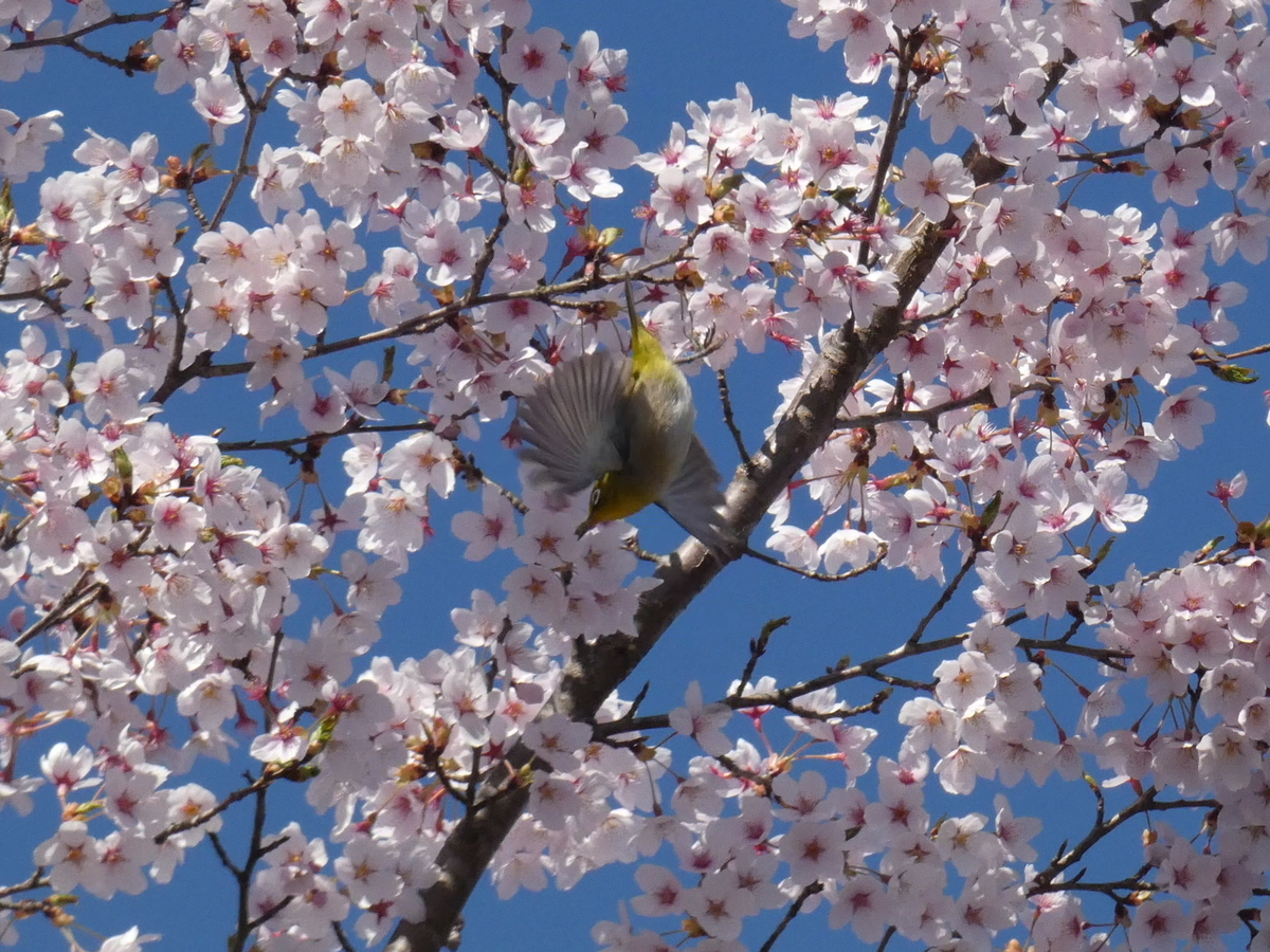 f:id:kogeranian:20190420192445j:plain f:id:kogeranian:20190420192445j:plain