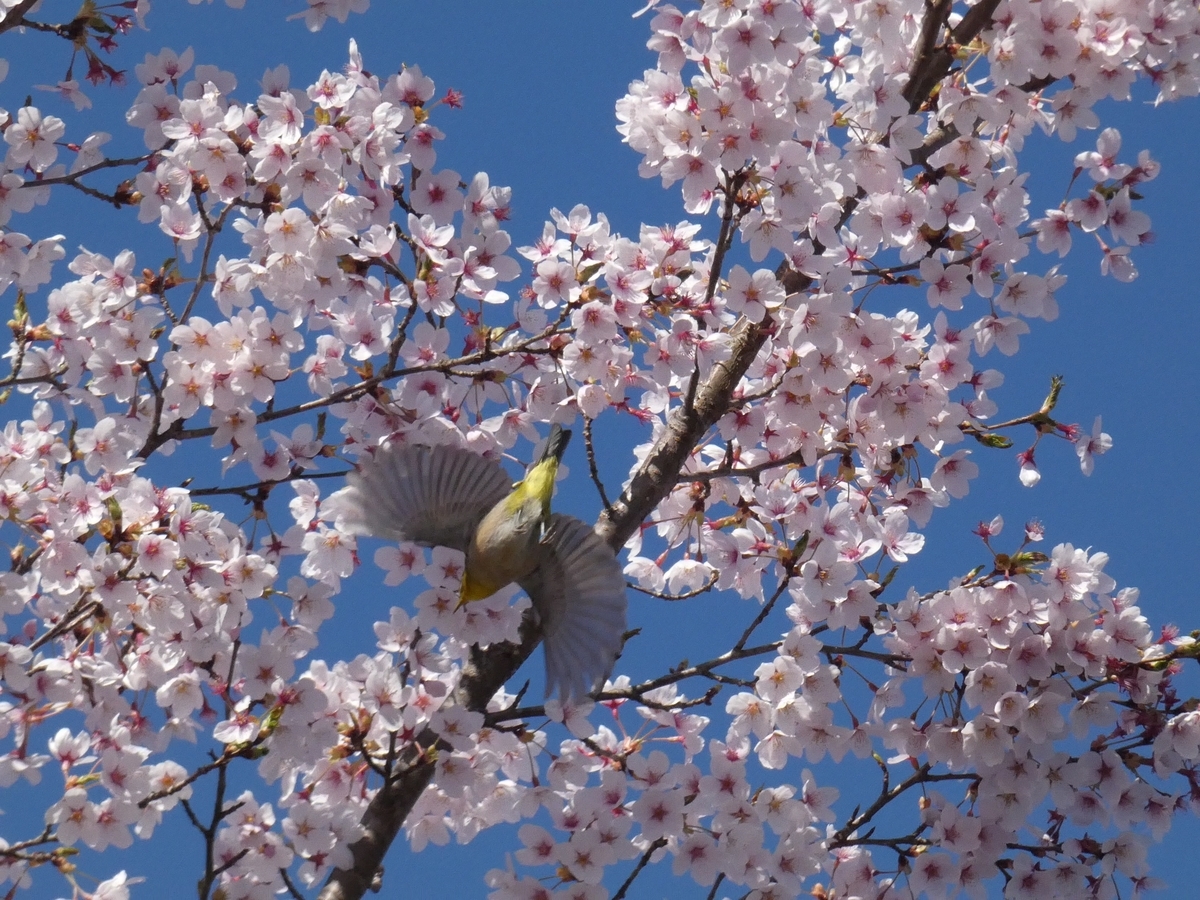 f:id:kogeranian:20190420192456j:plain f:id:kogeranian:20190420192456j:plain