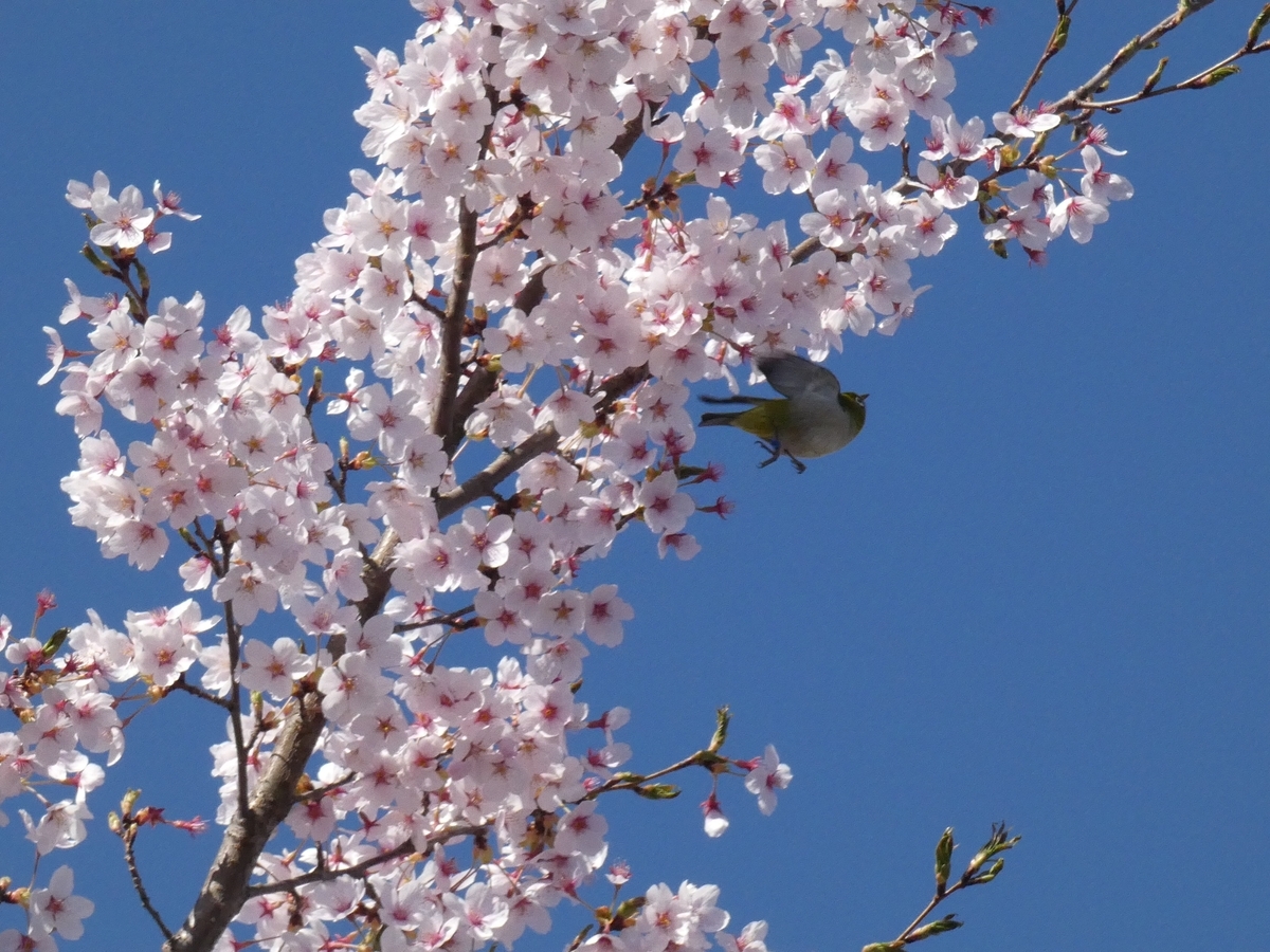 f:id:kogeranian:20190420192547j:plain f:id:kogeranian:20190420192547j:plain
