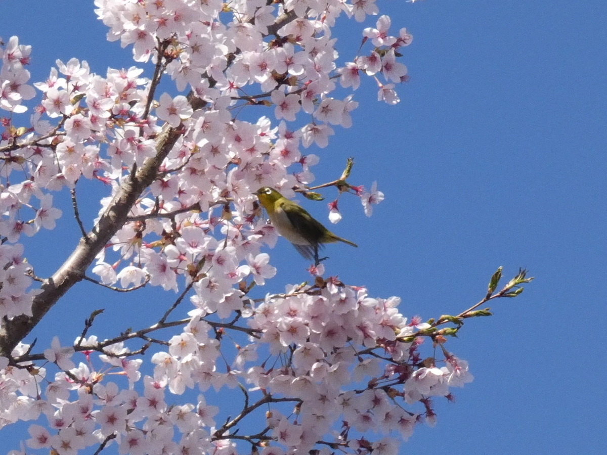 f:id:kogeranian:20190420192559j:plain f:id:kogeranian:20190420192559j:plain