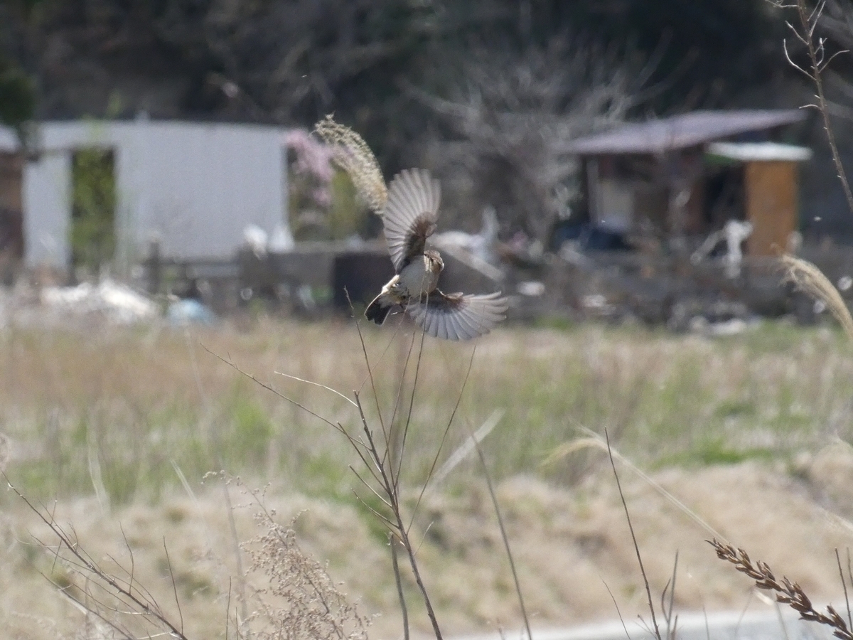f:id:kogeranian:20190423165117j:plain f:id:kogeranian:20190423165117j:plain