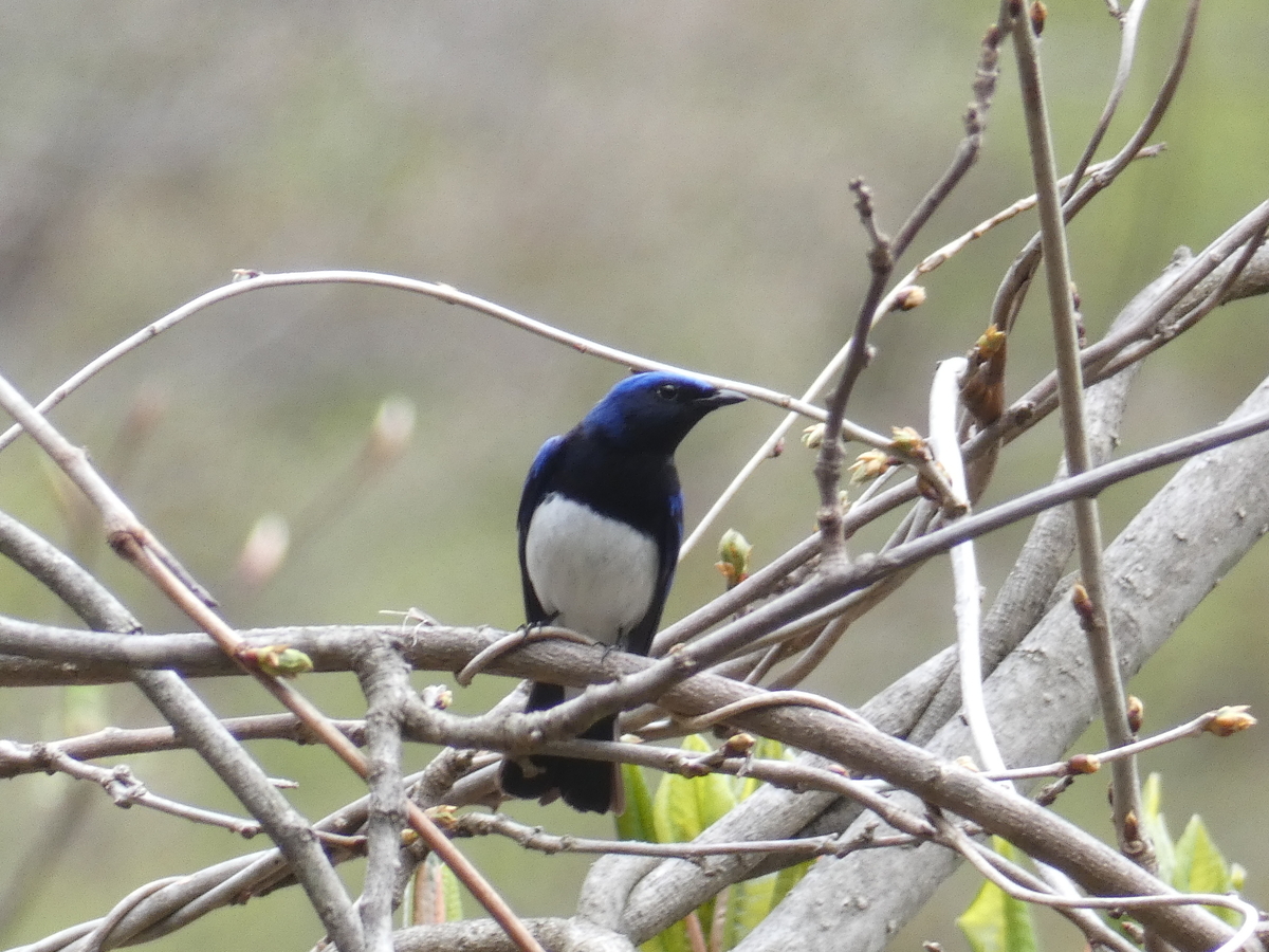 f:id:kogeranian:20190428100024j:plain f:id:kogeranian:20190428100024j:plain