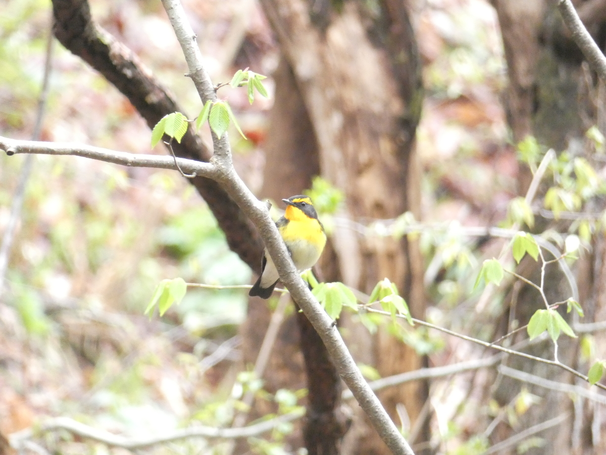 f:id:kogeranian:20190501170708j:plain f:id:kogeranian:20190501170708j:plain