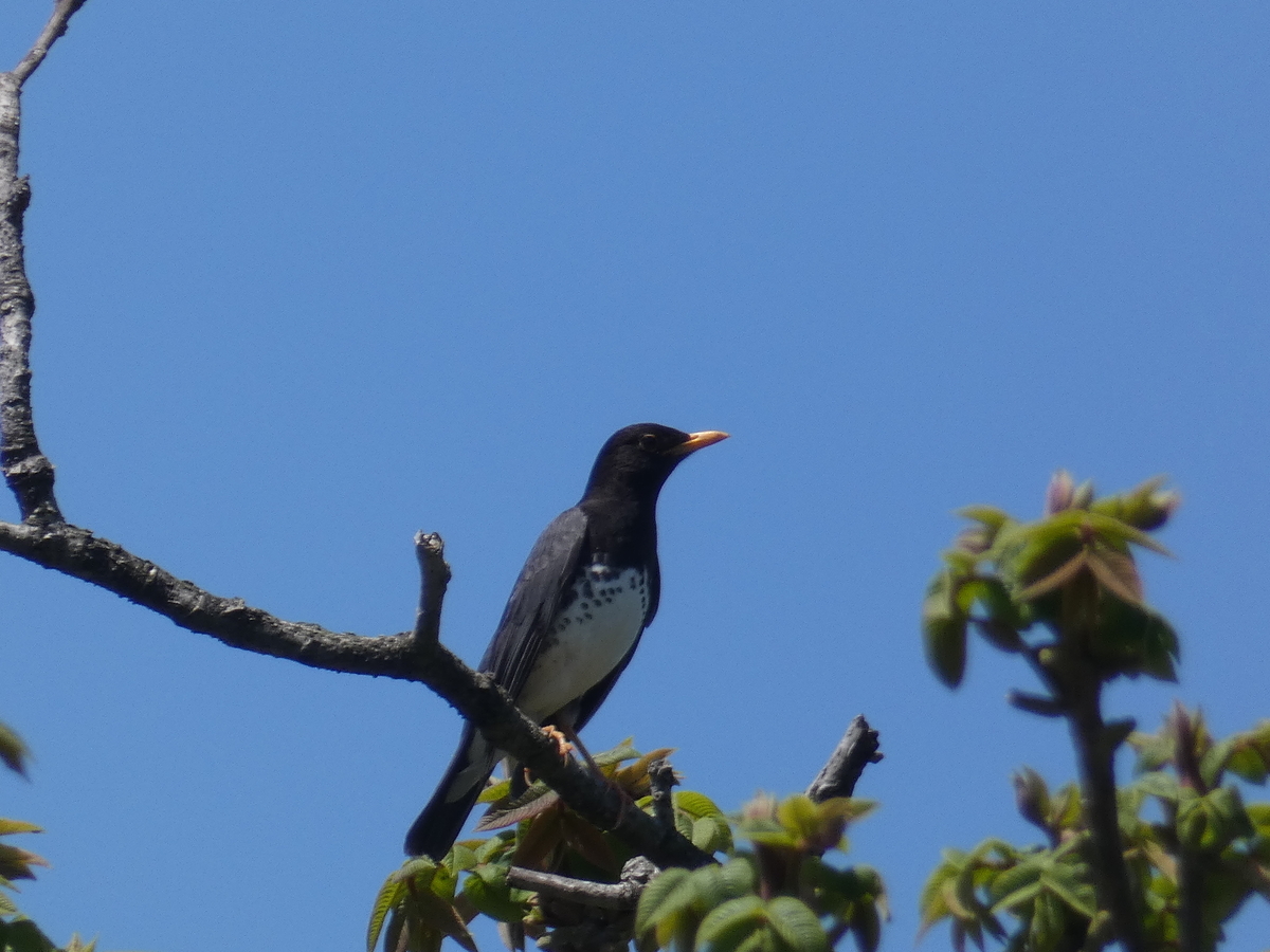 f:id:kogeranian:20190505082257j:plain f:id:kogeranian:20190505082257j:plain