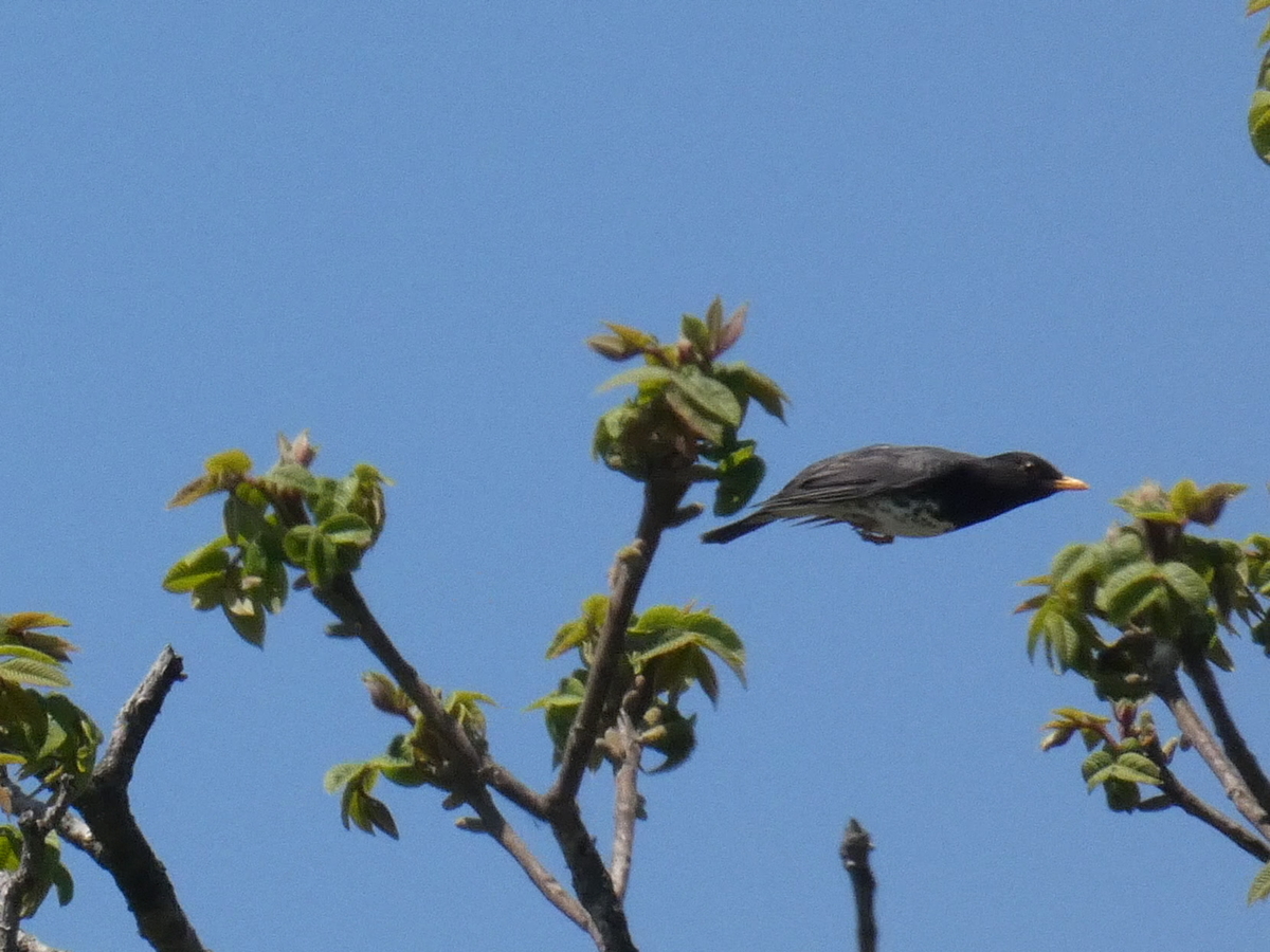 f:id:kogeranian:20190505082319j:plain f:id:kogeranian:20190505082319j:plain