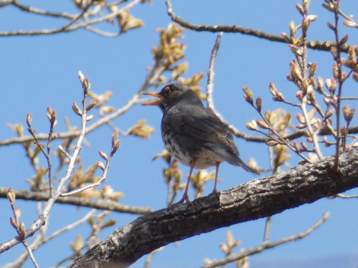 f:id:kogeranian:20190505082631j:plain f:id:kogeranian:20190505082631j:plain