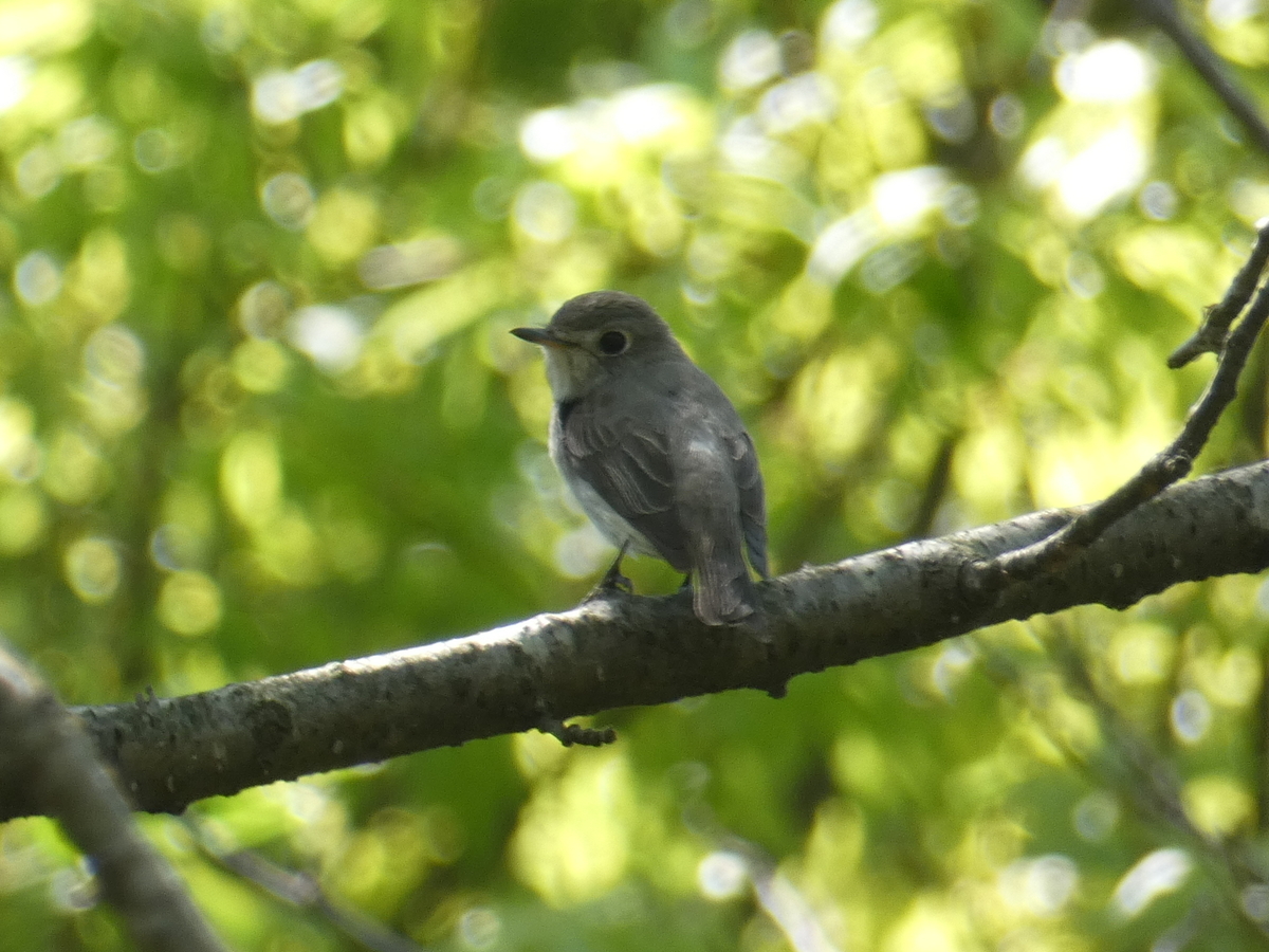 f:id:kogeranian:20190508173500j:plain f:id:kogeranian:20190508173500j:plain