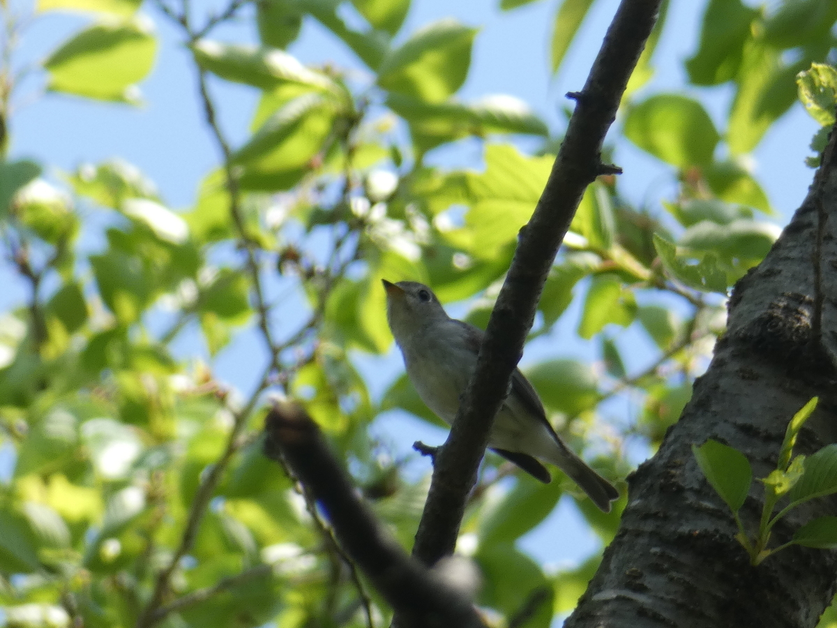 f:id:kogeranian:20190508173521j:plain f:id:kogeranian:20190508173521j:plain