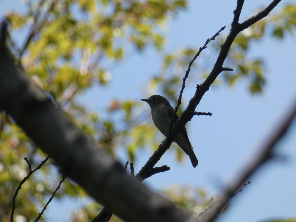 f:id:kogeranian:20190508173902j:plain f:id:kogeranian:20190508173902j:plain