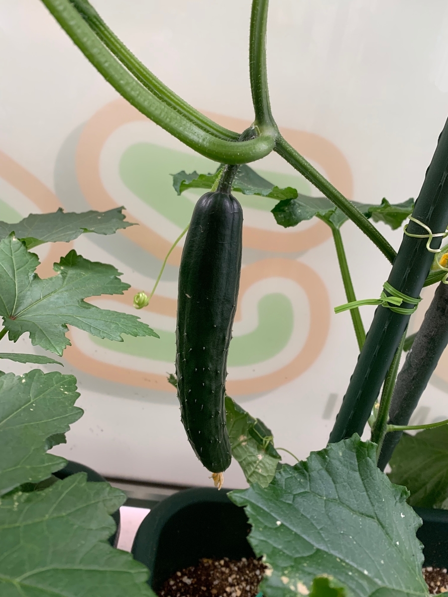 f:id:kogumanomorinihonbashi:20190605145633j:plain f:id:kogumanomorinihonbashi:20190605145633j:plain