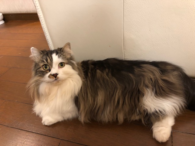 f:id:kogysma:20190204103414j:plain f:id:kogysma:20190204103414j:plain