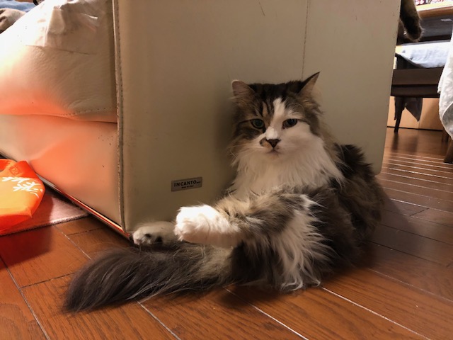f:id:kogysma:20190204103938j:plain f:id:kogysma:20190204103938j:plain